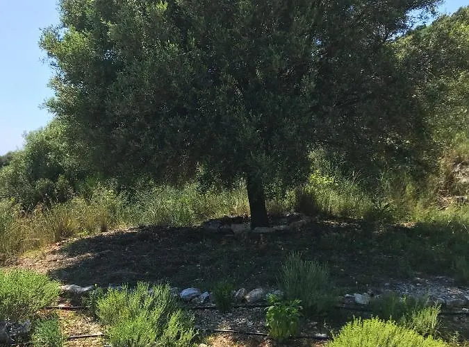 Alkyoni House Βασιλική