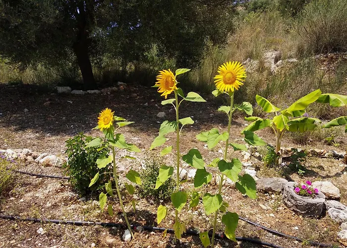 Alkyoni House Βασιλική