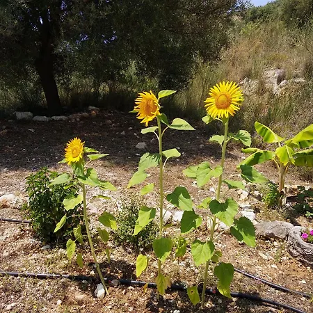 Alkyoni House Vasiliki (Lefkada)